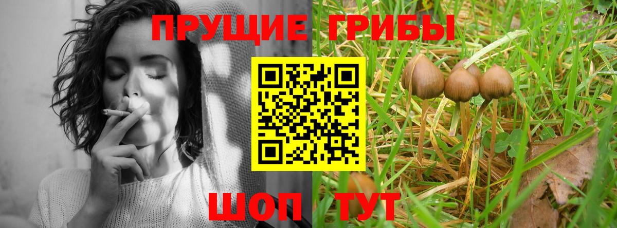 Малгобек  Псилоцибиновые грибы мицелий  Вход с VPN 